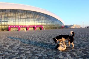 Stray dogs play in front of Ice Dome; picture courtesy of the AP